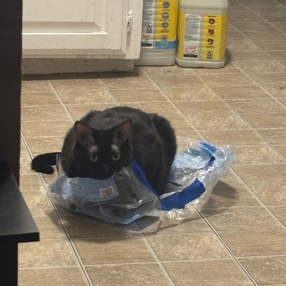 Meet your Posher, Morgan - Picture 3 of 6